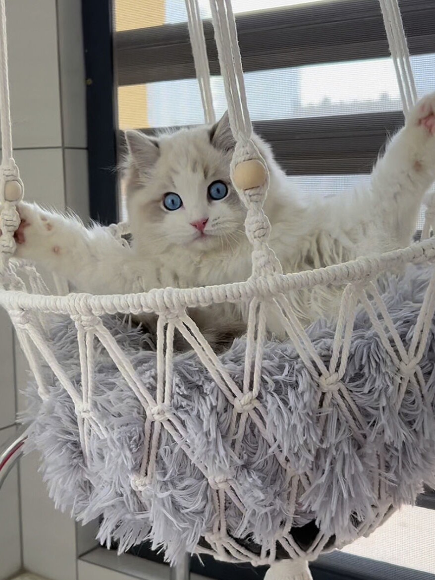 Tempat Tidur Kucing Buatan Tan - Woven Wall Basket ulasan dan harga